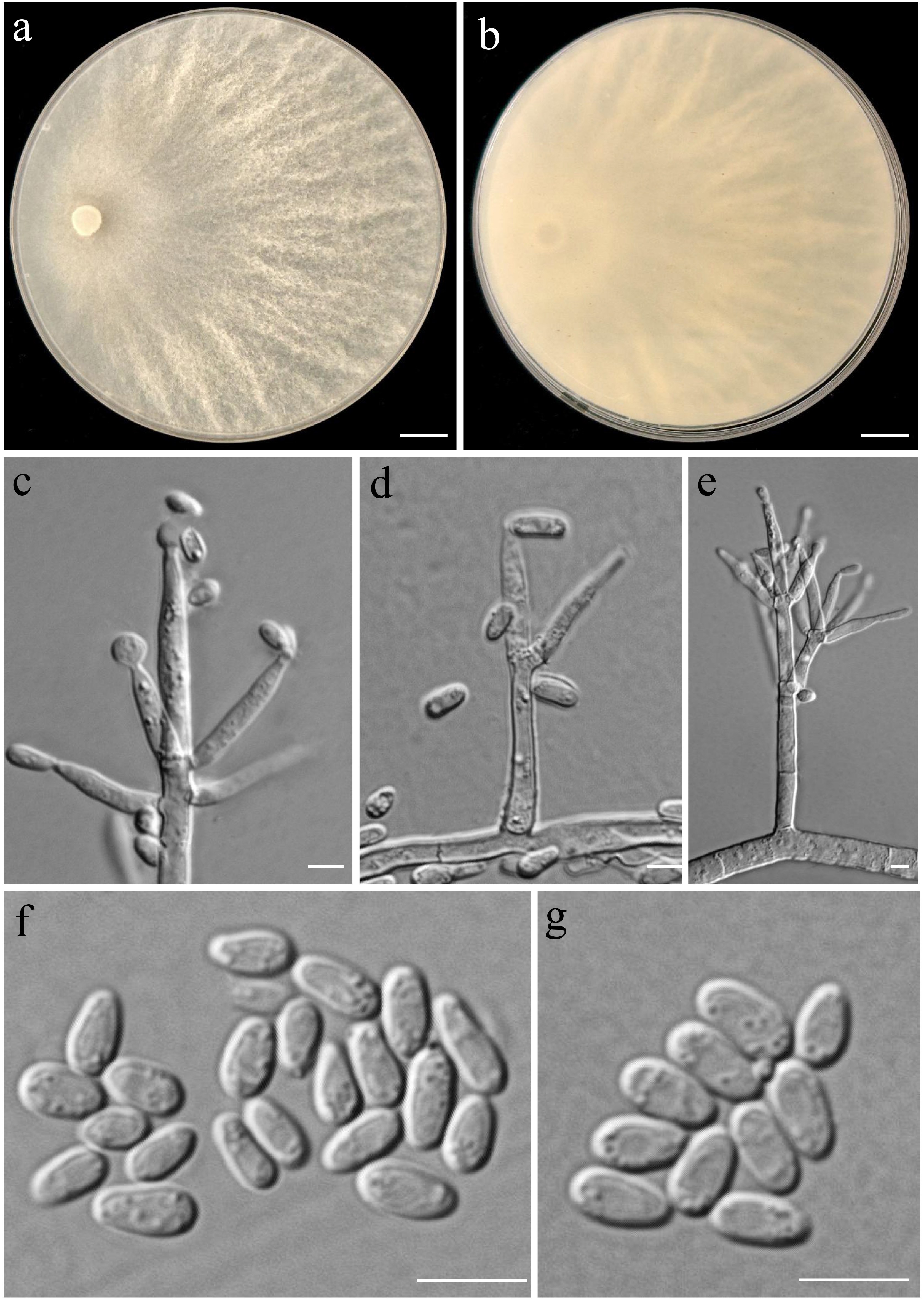 Figure 70